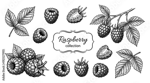 Raspberry set in vintage botanical engraving style
