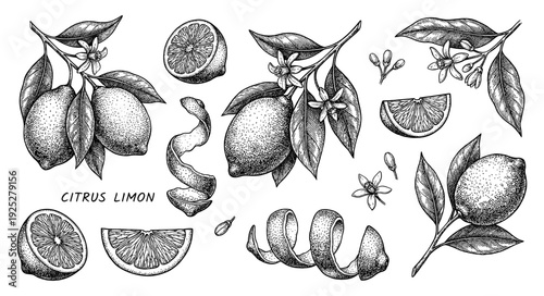 Lemon set in vintage botanical engraving style