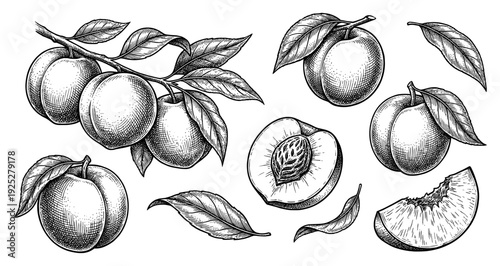 Peach collection with fruit branch half and slice set