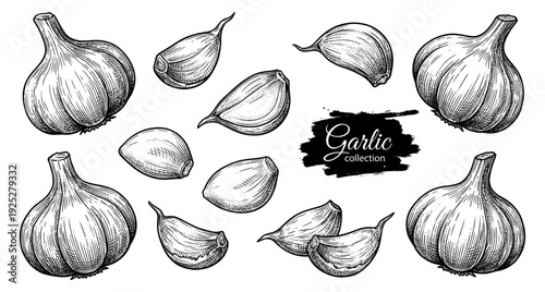 Garlic bulbs and cloves in vintage engraving style