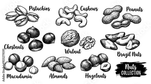 Edible nuts set in vintage engraving style