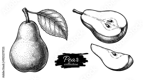 Pear fruit and slices in vintage engraving style