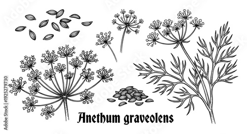 Dill plant and seeds in vintage engraving style