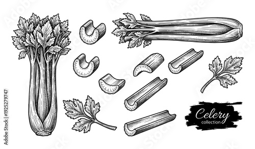 Celery stalks and leaves in vintage engraving style