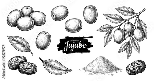 Jujube fruit and branch in vintage engraving style