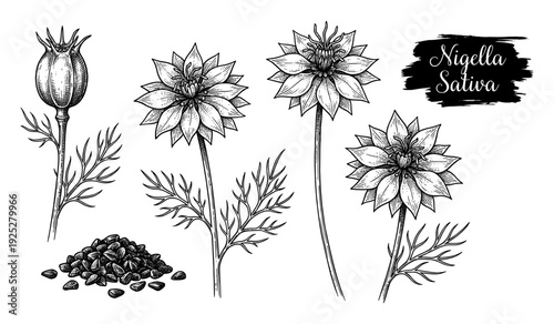 Nigella sativa flowers and seeds in vintage engraving style