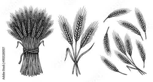 Wheat ears and bundle in vintage engraving style