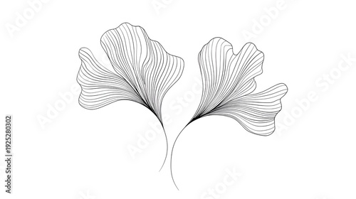 A minimalist and elegant ic depiction of two flowing Ginkgo biloba leaves rendered in fine black line art on a pure white backdrop emphasizing their delicate structure and natural beauty