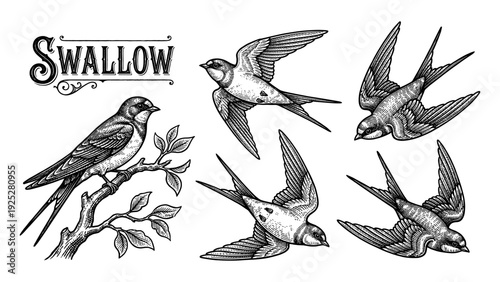 Flying swallow bird collection in vintage engraving style