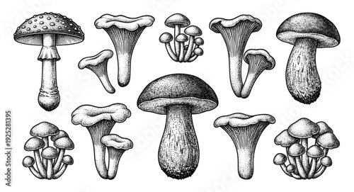 Edible and forest mushroom collection in vintage engraving style