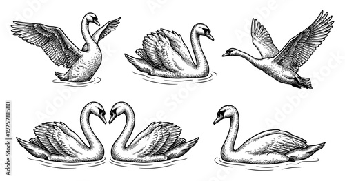 Swan bird collection in vintage engraving style