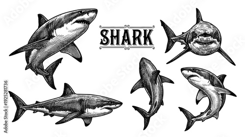 Great white shark collection in vintage engraving style