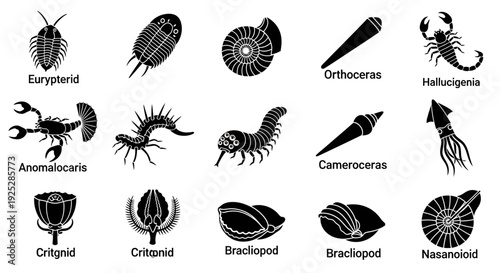 Fossils of Various Ancient Marine Animals.