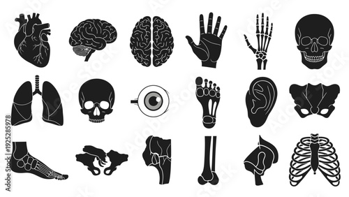 Human Body Parts Medical Illustrations Collection.