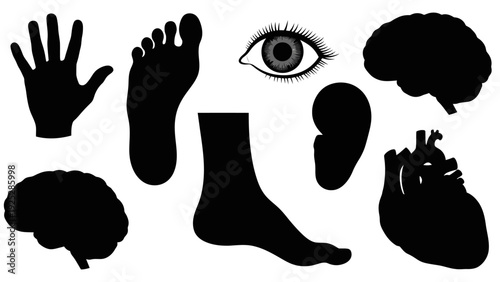 Human Body Parts Silhouette Illustration Set.