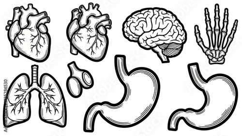 Human Organs Anatomy Illustration Set.