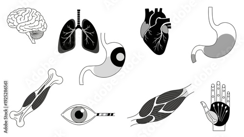Human Organs and Body Parts Illustration Set.