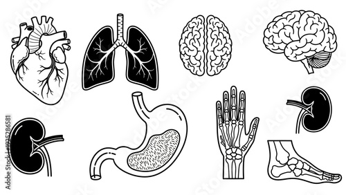 Human Organs Anatomy Illustrations Collection.