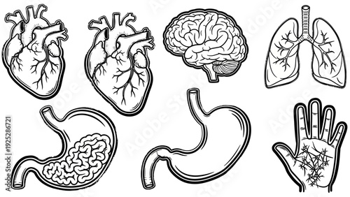 Human Organs and Body Parts Illustration Set.