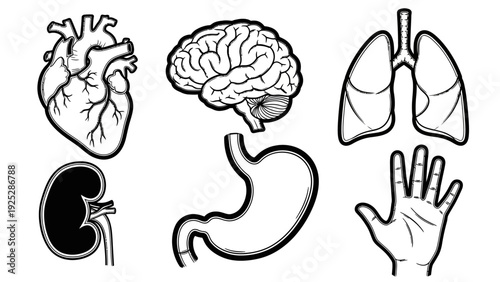 Human Organs and Body Parts Illustration Set.