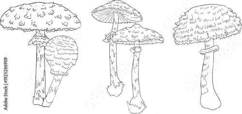 Vector detailed hand drawn mushroom illustration set in line style, black and white ink drawing art, organic forest fungi, trending botanical artwork