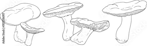 Vector detailed hand drawn mushroom illustration set in line style, black and white ink drawing art, organic forest fungi, trending botanical artwork