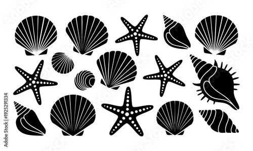 Collection of various seashells and starfish on white background in black and white illustration style