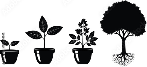 Black vector silhouette set showing the life cycle stages of a tree from small seedling in a pot to mature plant with roots