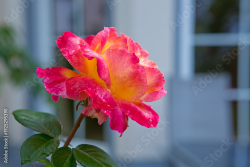 Close up of a Pink rose flower in home garden.