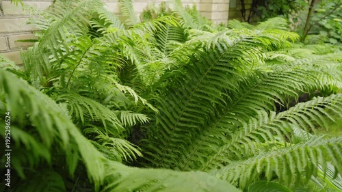 Smooth camera movement along lush green fern plants, natural garden background, fresh foliage texture, tranquil outdoor nature scene