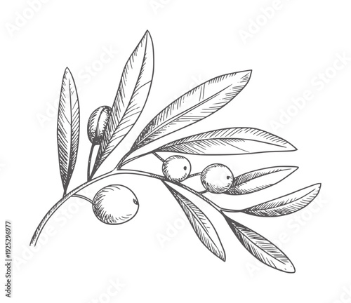 Black and white botanical of an olive branch with olives leaves fruit