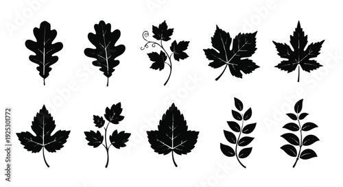 Set of 10 black leaf icons vector