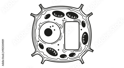 Detailed illustration of a cell with nucleus, mitochondria, and spiky membrane viewed microscopically in a scientific diagram Whisk_i2n5y2yjjwzzitnl1cm2ydoti2myqtlmbjz50iy.eps
