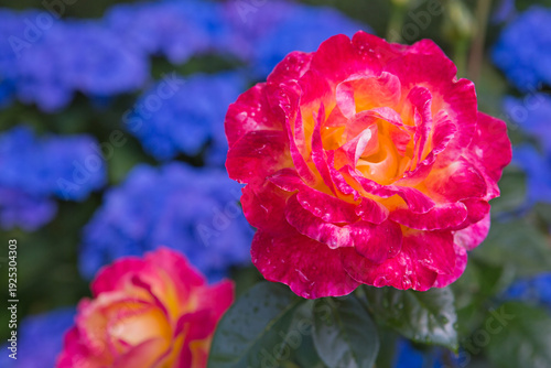 Mother's Day card with Pink rose flower in home garden.