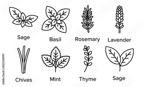 Herb botanical outline icon set vector, sage basil rosemary lavender mint and thyme isolated on transparent background