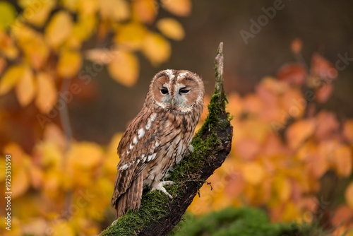 A taweny owl sits on branch covered with green moos. Strix aluco. A beutiful brown owl in the nature habitat. 