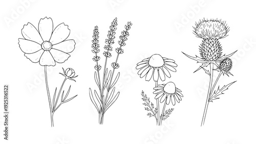 Elegant Botanical Line Art Collection Hand-Drawn Illustrations of Wildflowers, Aromatic Lavender, Soothing Chamomile, and Unique Thistle Plants, Perfect for Natural-Themed Designs