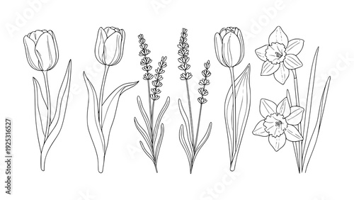 A collection of simple line art illustrations of various blooming flowers including tulips and daffodils, perfect for springtime designs and nature-themed projects