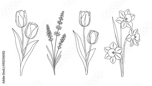 Beautiful hand-drawn line art collection of spring flowers, including delicate tulips, fragrant lavender, and cheerful daffodils, ideal for botanical themed designs