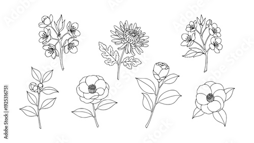 Artistic compilation of detailed line art floral elements, depicting different blossoms and branches with a clean, minimalist aesthetic for diverse creative uses