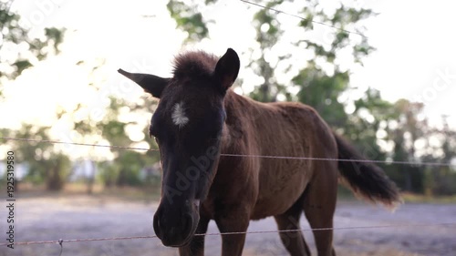 horse, animal, farm, equine, nature, brown, equestrian, mammal, portrait, riding, field, grass, pasture, head, ranch, stallion, mane, beautiful, meadow, animals, summer, pony, horses, mare, sky, horse
