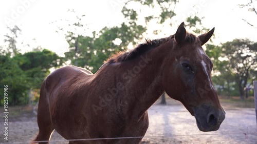 horse, animal, farm, equine, nature, brown, equestrian, mammal, portrait, riding, field, grass, pasture, head, ranch, stallion, mane, beautiful, meadow, animals, summer, pony, horses, mare, sky, horse