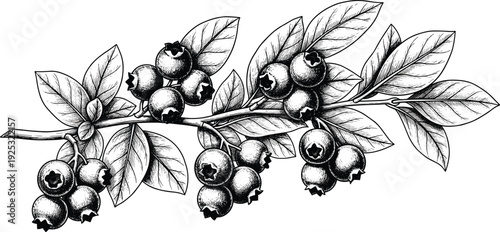Hand drawn blueberry branch vector illustration with leaves and ripe berries in vintage engraved style isolated on white background for design.