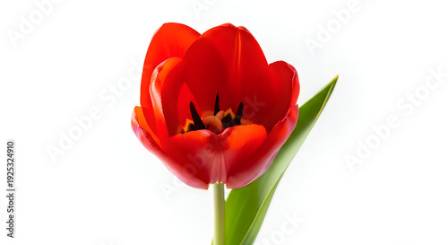 Wallpaper Mural A vibrant red tulip in full bloom against a plain background. Torontodigital.ca