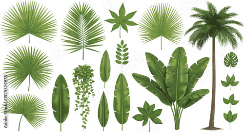 Comprehensive Vector Collection of Tropical Green Leaves and Palm Trees Including Monstera and Banana Leaf for Exotic Summer Jungle Designs