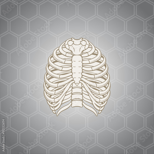 Detailed human ribcage anatomy illustration