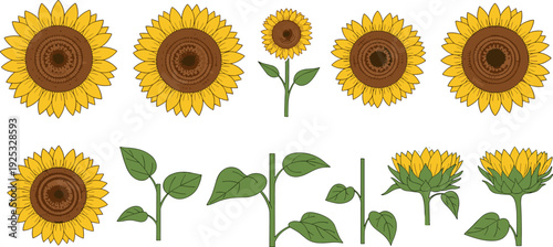 Flat Sunflower Botanical Element Set with Yellow Blooms and Green Leaves, Vector Illustration