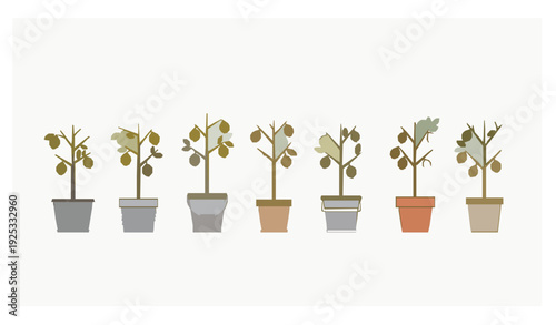 Minimalist Lemon Tree in Container Vector Set