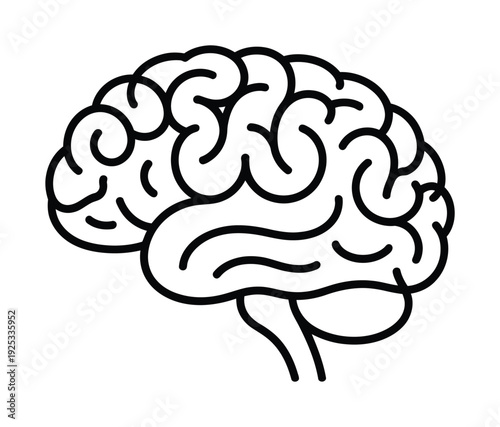 Svector of the human brain showing detailed folds