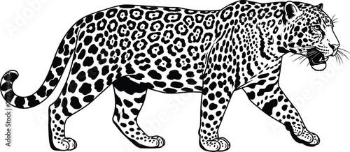Black and white of a walking leopard spots animal 1